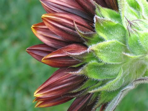Rosesanas Sunflower Sunflower Chianti Hybrid