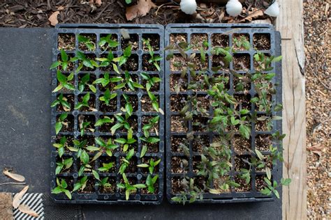 How To Harden Off Seedlings In 7 Days