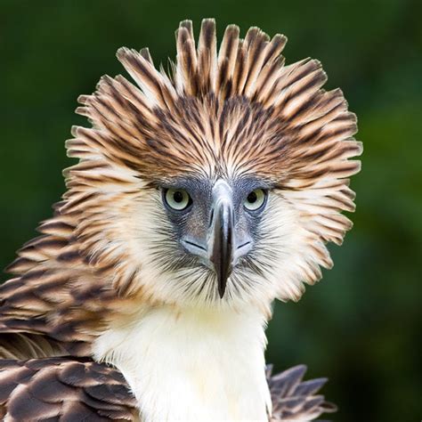 The Philippine Eagle Is The National Bird Of The Philippines And Is