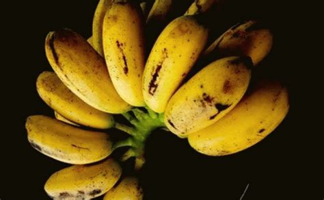 The deadly danger in leftovers. Are bananas good for diarrhea NISHIOHMIYA-GOLF.COM