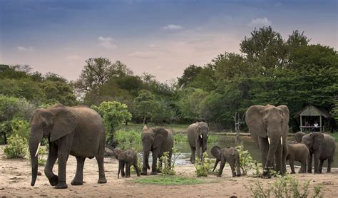 Timbavati Game Reserve Safari In South Africa Rhino Africa