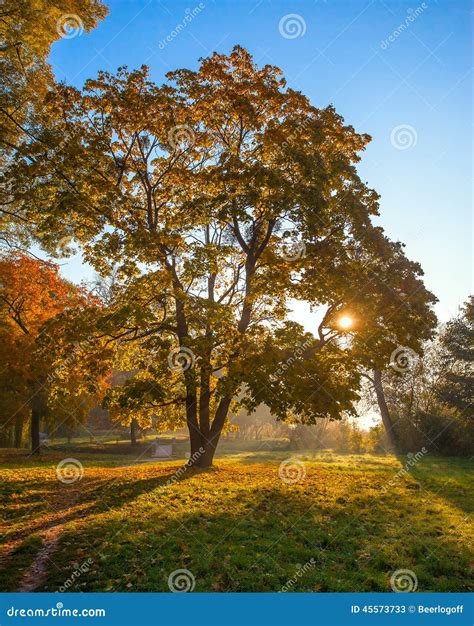 Sun Beams In The Autumn Park Stock Image Image Of Ecology Morning