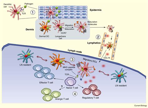 Orchestration Of The Immune Response By Dendritic Cells Current Biology