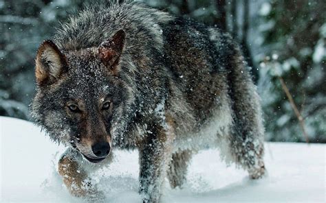 Wolf Hd Wallpapers Desktop And Mobile Images And Photos