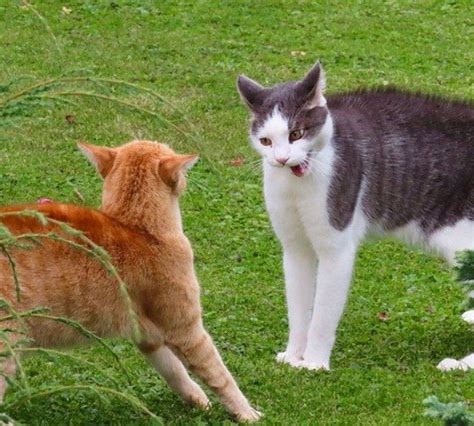 Cat To Cat Aggression