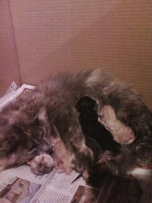 The average cat uses the litter box three to five times a day. How often to clean the birthing box after cat has kittens ...