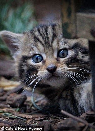 1:09 咚咚摳仔 5 289 просмотров. est100 一些攝影(some photos): Scottish Wildcats , Brave and Merida, Highland Wildlife Park, Scotland. 蘇格蘭野貓