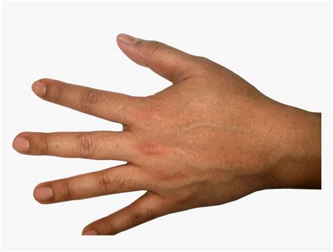 Five Finger Hand Png Image Purepng Free Transparent Human Hand Transparent Background Png