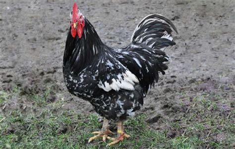 Top 11 Types Of Roosters For Your Flock With Pictures Artofit
