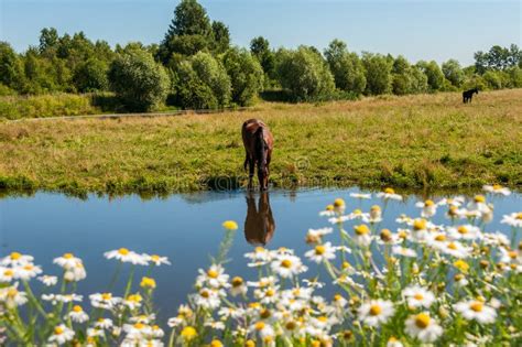 Horse Graze Meadow Pond Stock Image Image Of Drink Horse 45714393
