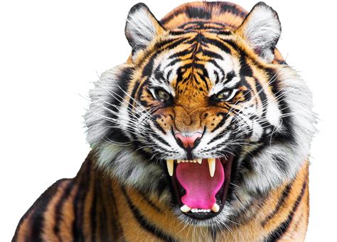 Tiger Png Isolated Hd Pictures Png Mart