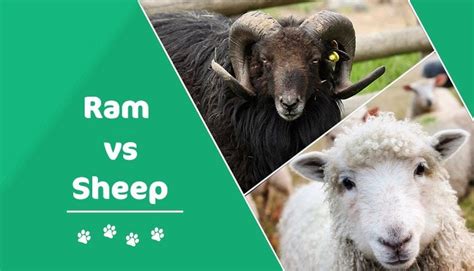 What Is A Ram Vs Lamb