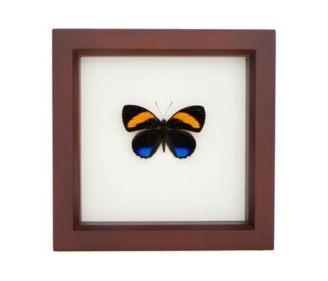 Real Butterfly Framed Wall Art 88 Butterfly Bug Under Glass