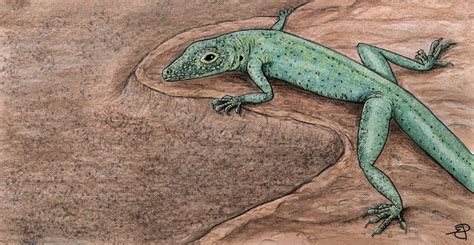Exceptional Jurassic Fossil Lizard Sheds Light On Early Lizard