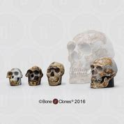 Human Male And Female Skulls African Asian And European Half Scale Set Bone Clones Inc