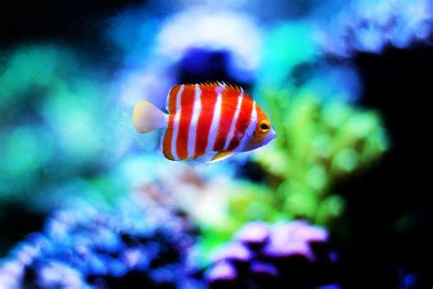 Most Unique And Rare Saltwater Aquarium Fish