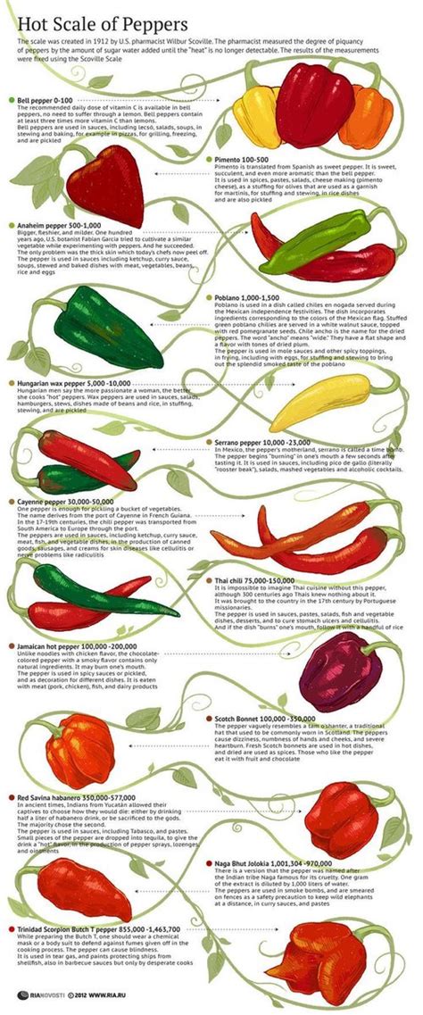 Bell Pepper Plant Life Cycle Complete Review Mystargarden