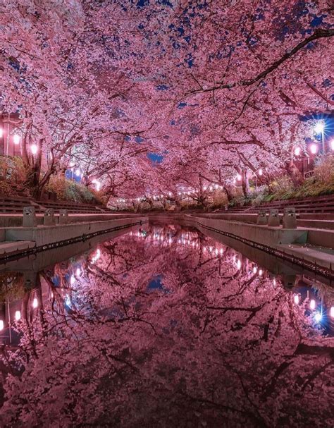 Cherry Blossom Tree Or Sakura Visit Japan In Spring 2024 And Enjoy A