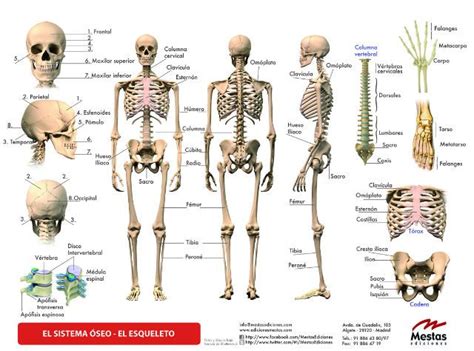 Principales Huesos Del Cuerpo Humano Huesos Del Cuerpo Huesos Del