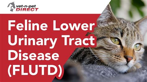 Feline Lower Urinary Tract Disease Flutd In Cats Youtube