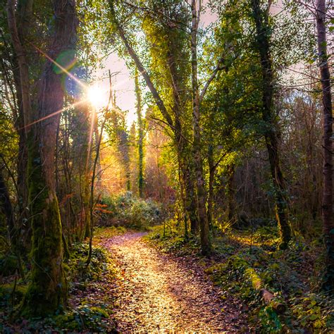 Sunlit Path In Dromore Wood Nature Reserve James A Truett