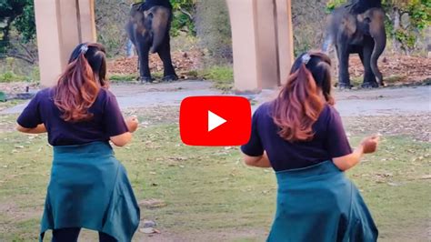 viral video হিন্দি গানে এক মহিলার সঙ্গে একসাথে নাচ করলো এক পূর্নবয়স্ক হাতি ভাইরাল ভিডিও