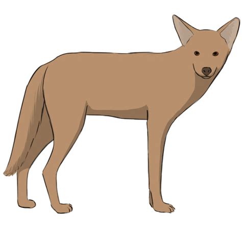 Running Coyote Drawing