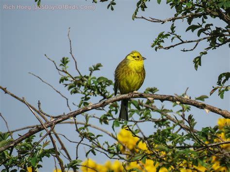 The Yellow Birds Of Scotland 365 Days Of Birds