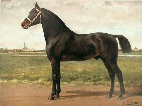 horse breed art  otto eerelman  equinest