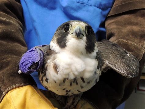 Peregrine Falcon 15 2336 The Wildlife Center Of Virginia