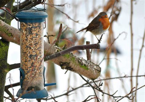 Will Feeding The Birds During The Winter Months Help Them