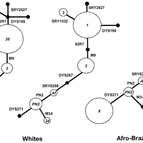 Network Of The Observed Y Chromosome Haplogroups Haplogroups Are Download Scientific Diagram