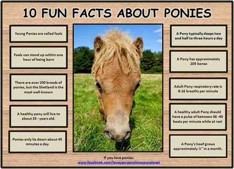 For More Fun Pony Information Check Out Love Your Pony Love Your Planet