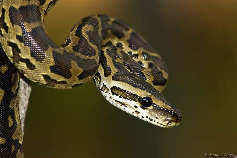 12 Fun Facts About Burmese Pythons