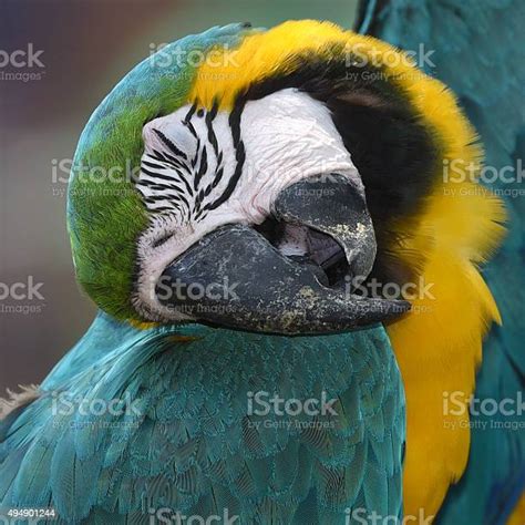 Blue And Gold Macaw Sleeping Stock Photo Download Image Now 2015