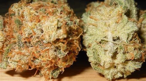 Gorilla Glue 5 Indica Bud Delivery