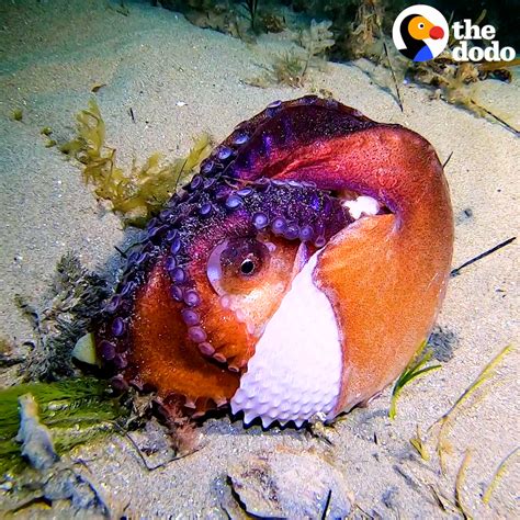 Paper Nautilus Turns Prettiest Shade Of Purple After Rescue Purple
