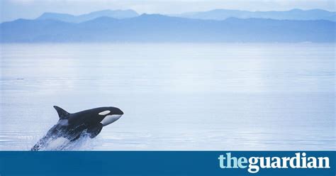 Big Oil V Orcas Canadians Fight Pipeline That Threatens Killer Whales