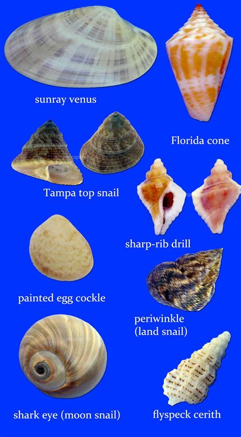 Pin On Seashells