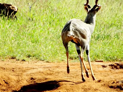 A large, striped antelope, the lesser kudu is always on the lookout for predators like lions and painted dogs. LESSER KUDU ON THE RUN | Animals, Kudu, Wildlife
