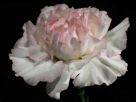 Liberty, magnificence, good perspective, joyfulness, faithfulness (when given by a man to a woman). Meanings of Carnation Flowers of Different Colors: Just ...