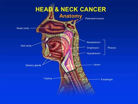 Medical Students 2011 Jb Vermorken Headandneck Cancer