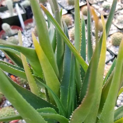 Shop For Aloe Ciliaris Fast Growing Succulent Planet Desert