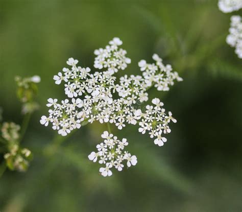 Cow Parsley Or Wild Chervil Anthriscus Sylvestris Blooming During