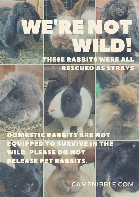 rabbit welfare posters