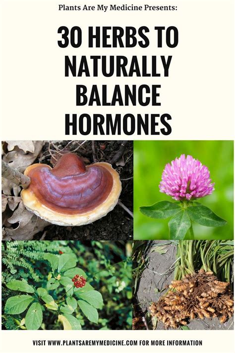 30 Herbs To Naturally Balance Hormones For Both Men And Women Hormone