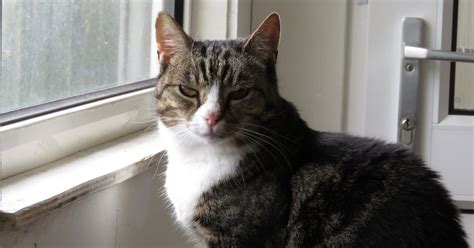 Its sales helped by the hit sing. Missie is a fairly independent 10 year old cat | Pete the Vet