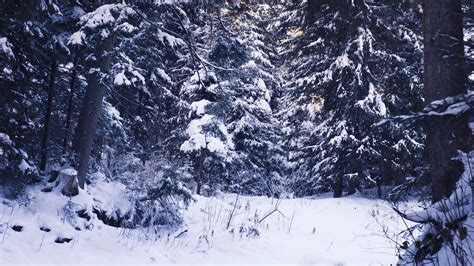 Download Wallpaper 1366x768 Winter Forest Snow Trees Tablet Laptop