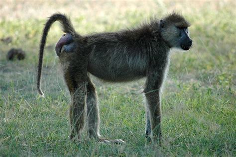 Big Butts Can Lie Bootylicious Baboons May Not Be Most Fertile Live Science