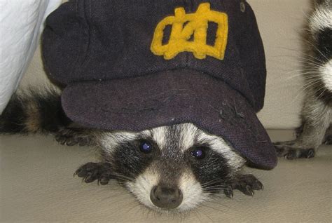 Rarely does a exotic pet raccoon make a good pet. Raccoons - Do they make a good pet?